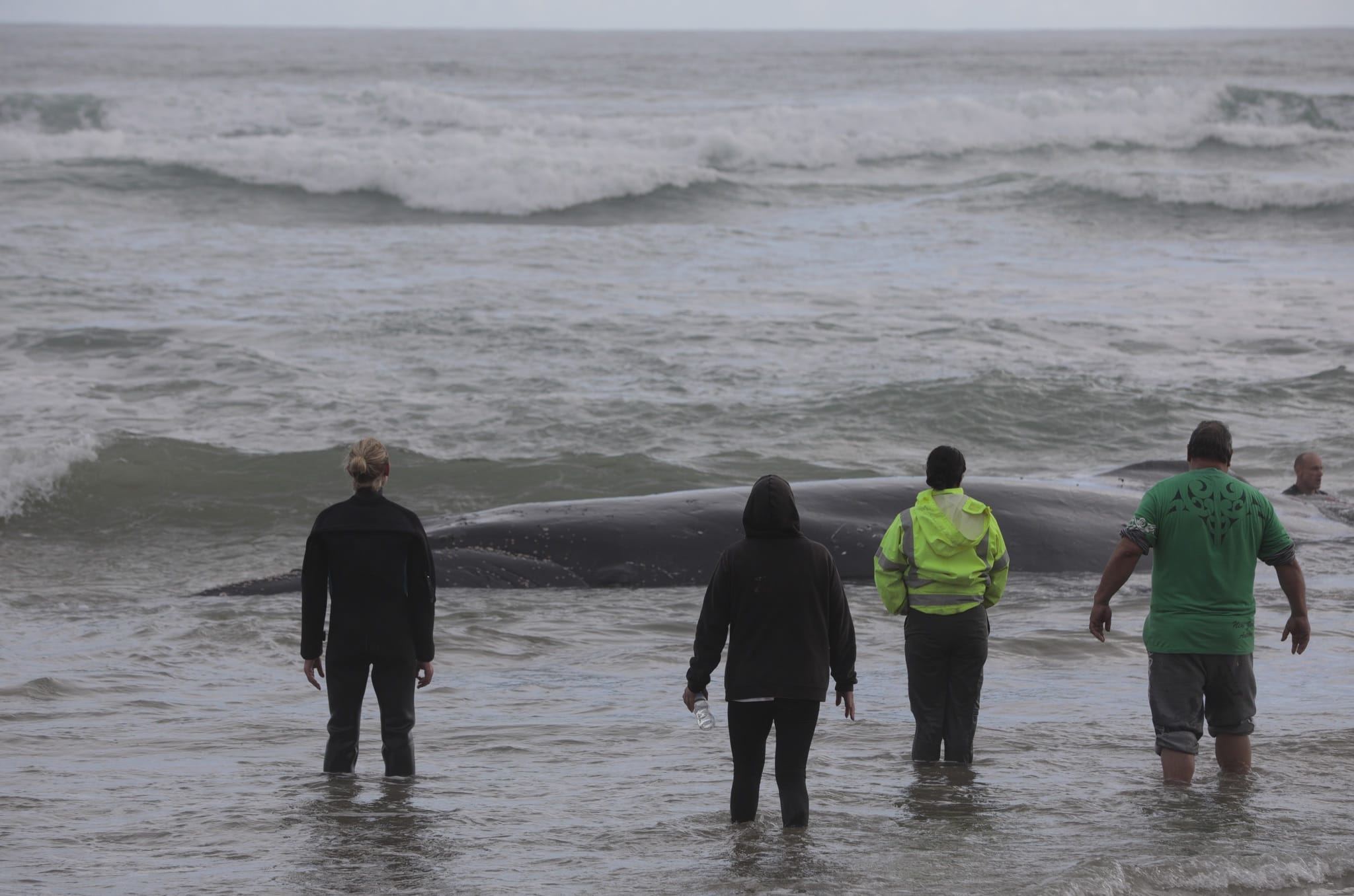 A whale stranded on Ripiro Beach in Northland.