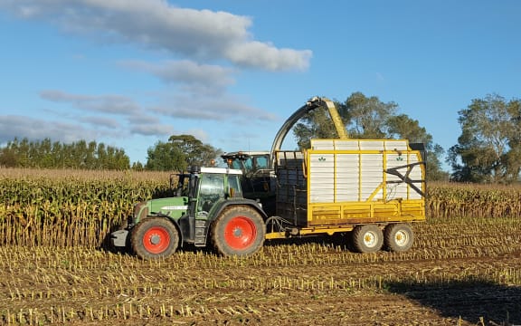 Maize harvesting