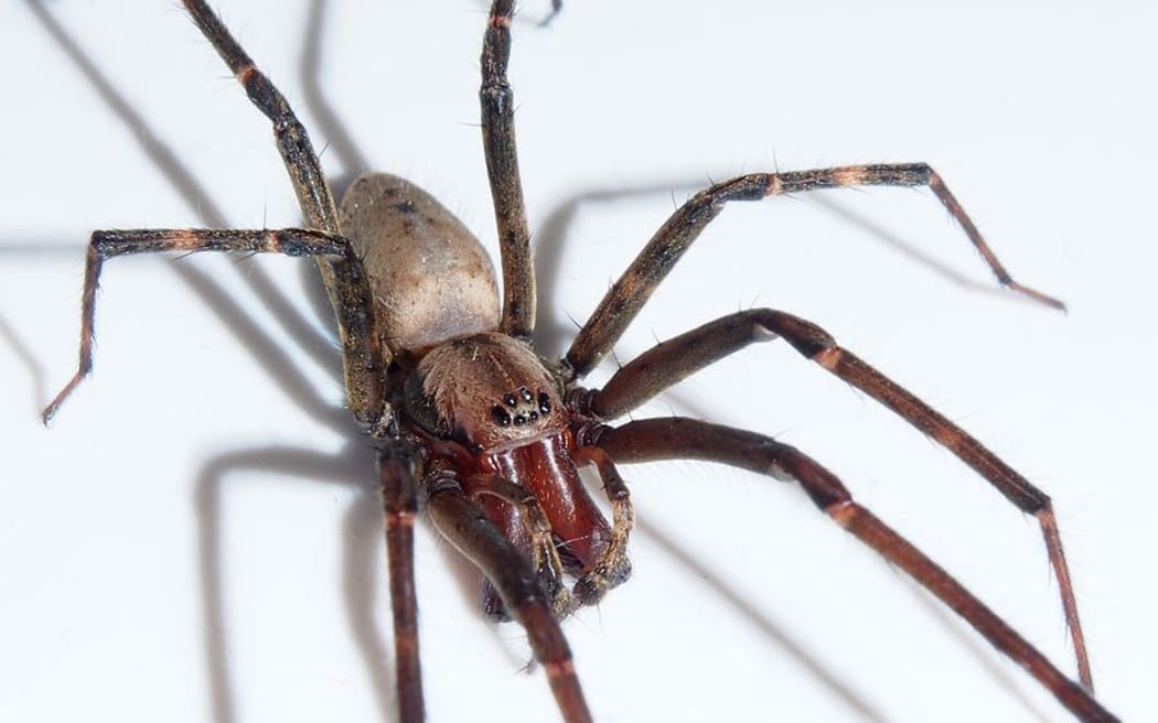 NZ sheetweb spider