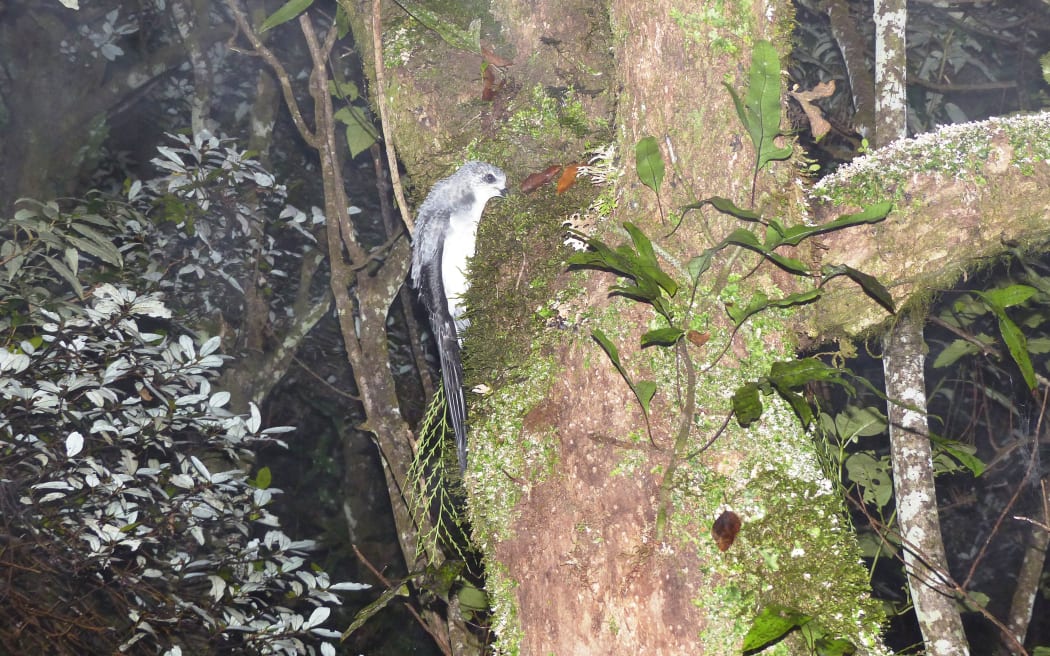 A translocated fledging tītī climbing a tree for its maiden flight on the Maungaharuru Range