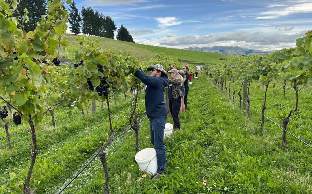 Greystone Wines' high vine system they are trialling.