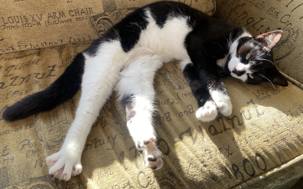Rio the cat.