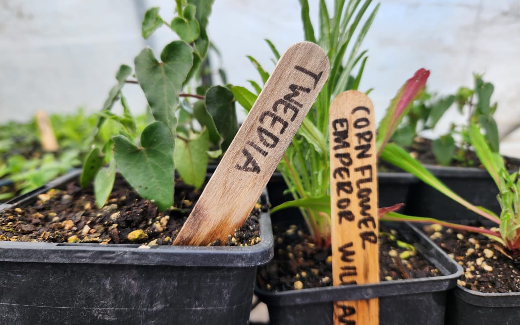 Labelled seedlings