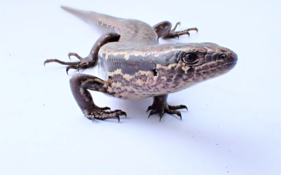 The 7-10cm long coffee-coloured skink is believed to be a kakerakau.