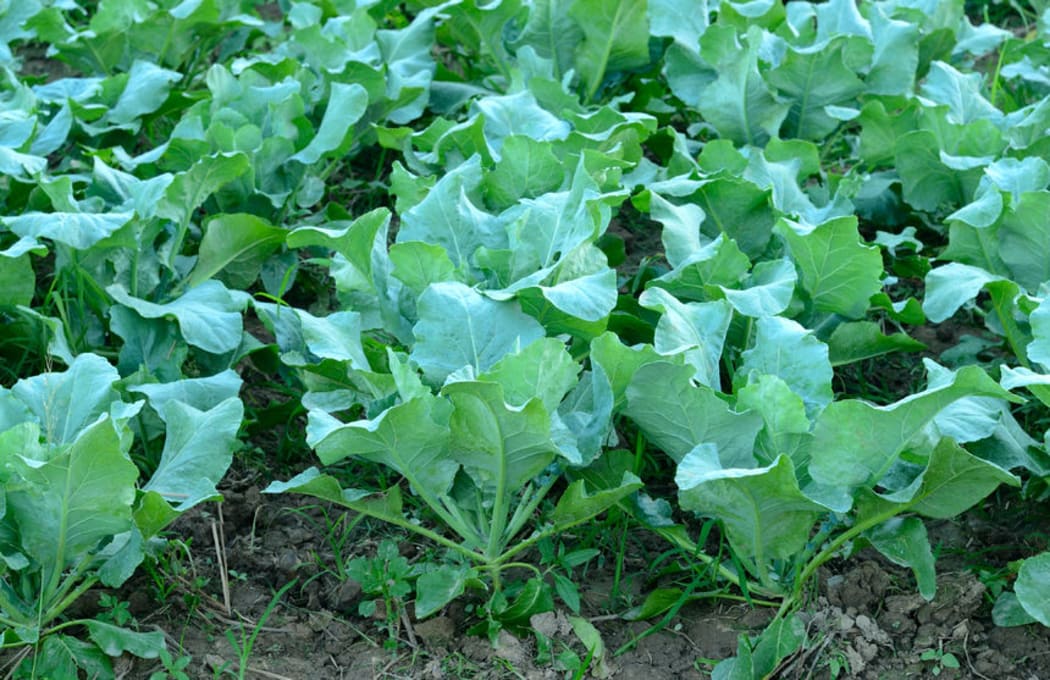 Young cauliflower plants