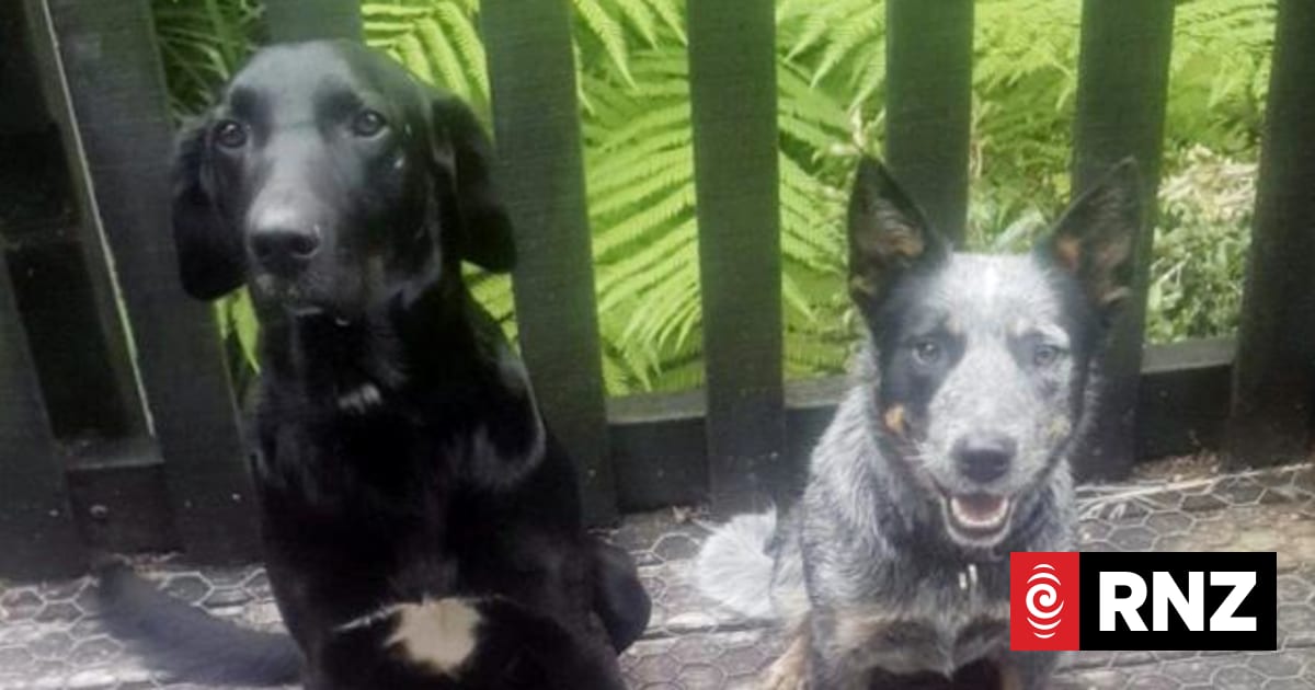 'Beyond relieved': Dogs taken in stolen ute found | RNZ