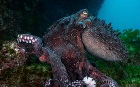 The scale of ecological impacts of the raw sewage remains uncertain. It will depend on how much sewage reaches reef systems, how concentrated it is, and how long the discharge continues.