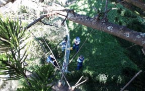 Charlie Cottrell-Jury's view from half-way up the Norfolk Pine. Mr Cottrell-Jury has climbed the tree to protest developers' plans to chop it down.