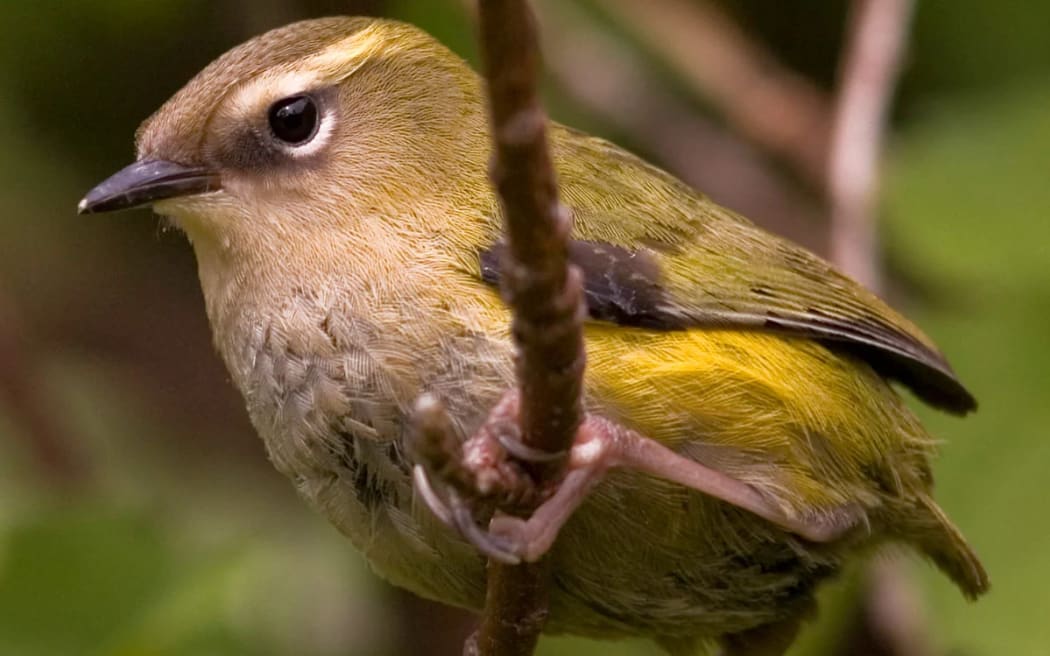 A female rock wren (Pīwauwau​​) in the Murchison Mountains