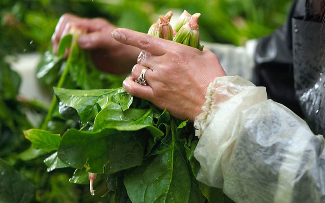 An Environment Court decision released last year said the irreversible, cumulative loss of Auckland’s prime horticultural land was accelerating. It said urban sprawl was set to eat up to 31,270 hectares of Auckland's most productive land over the next 35 years.