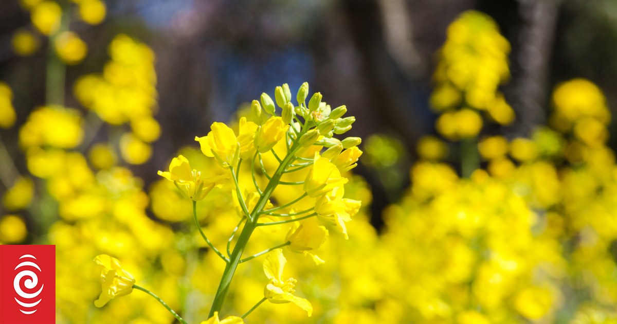 'Devil in the details' when considering biofuels - Victoria University lecturer - Vimarsana News