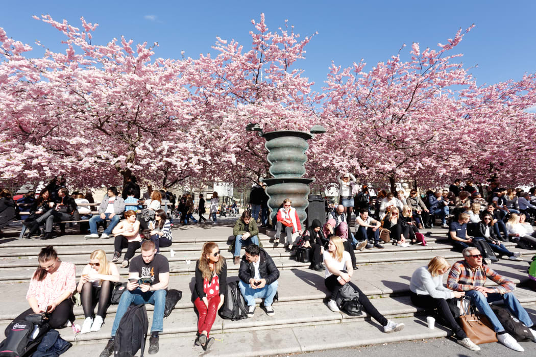 Crowds enjoying the spring cherry blossoms in Stockholm's Kungstradgarden park.