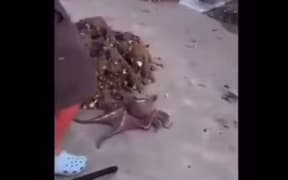Screenshot from a video of someone punching an octopus