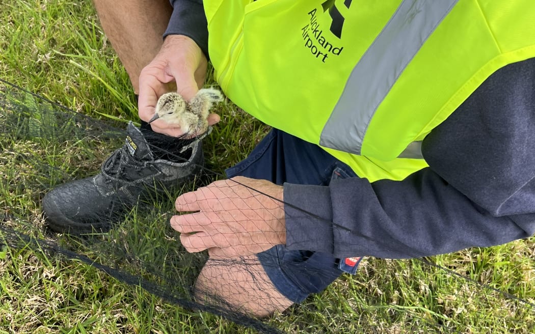 A certified bird bander identifying a tūturiwhatu New Zealand Dotterel chick at Auckland Airport. The birds will be tracked to see if they return to nest each year, and to find out if their chicks also return to lay eggs at Auckland Airport.