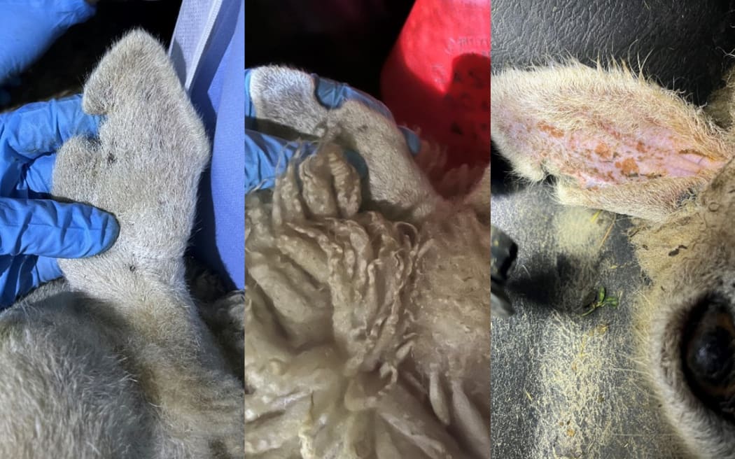 Distinctive ear markings on sheep found by police.