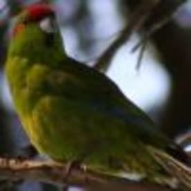 Photo for Kakariki