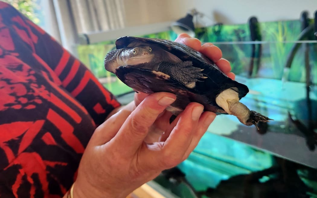 Donna Moot with turtle