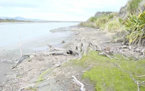 The historic urupā is among the vegetation on the banks of the Nūhaka River and is a "hugely significant site" for Te Iwi o Ngāti Rakaipaaka.