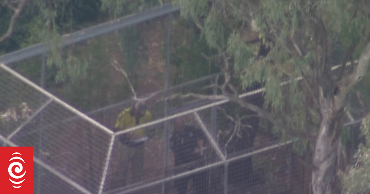 Frau, die bei einem Löwenangriff im Darling Downs Zoo einen Arm verlor ...