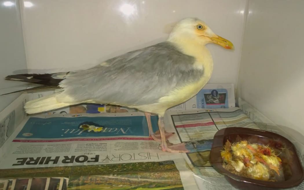Dishwashing liquid was used to clean the gull and it was kept at the hospital to recover.