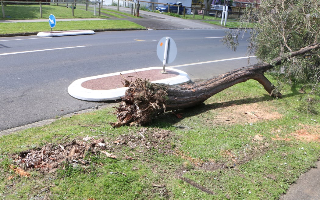 The force of the crash felled the tree at its base