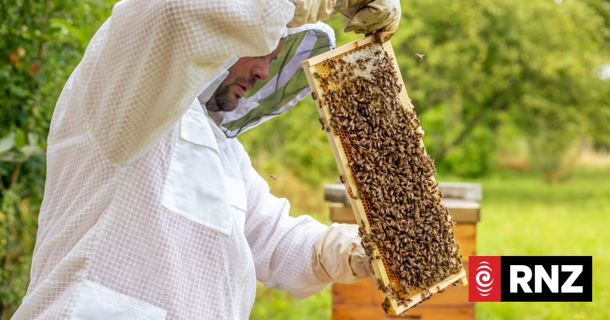 Auckland lecturer buzzing as she heads to the US to study bees | RNZ