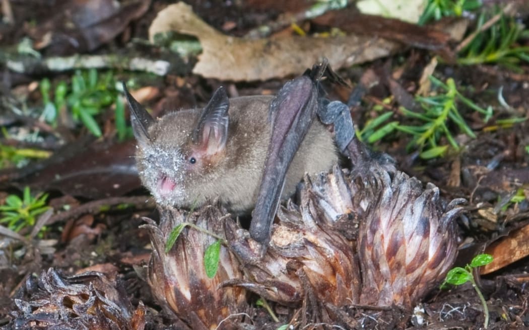 Dactylanthus - pua o te reinga - the flower of the underworld - pollinated by the short tailed bat.