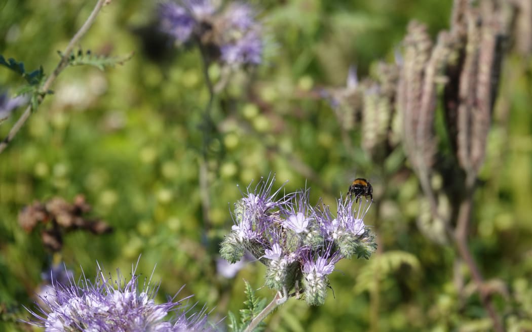 The scientist and grower were happy to see an abundance of bees pollinating the crops.