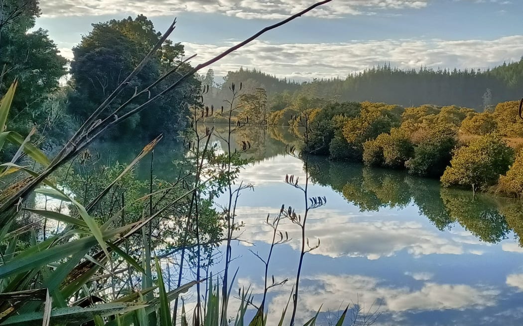 Kennedy discusses a new short film, "Think Like a Forest," which outlines the vision of Recloaking Papatūānuku", an initiative to restore native forest and wetlands.