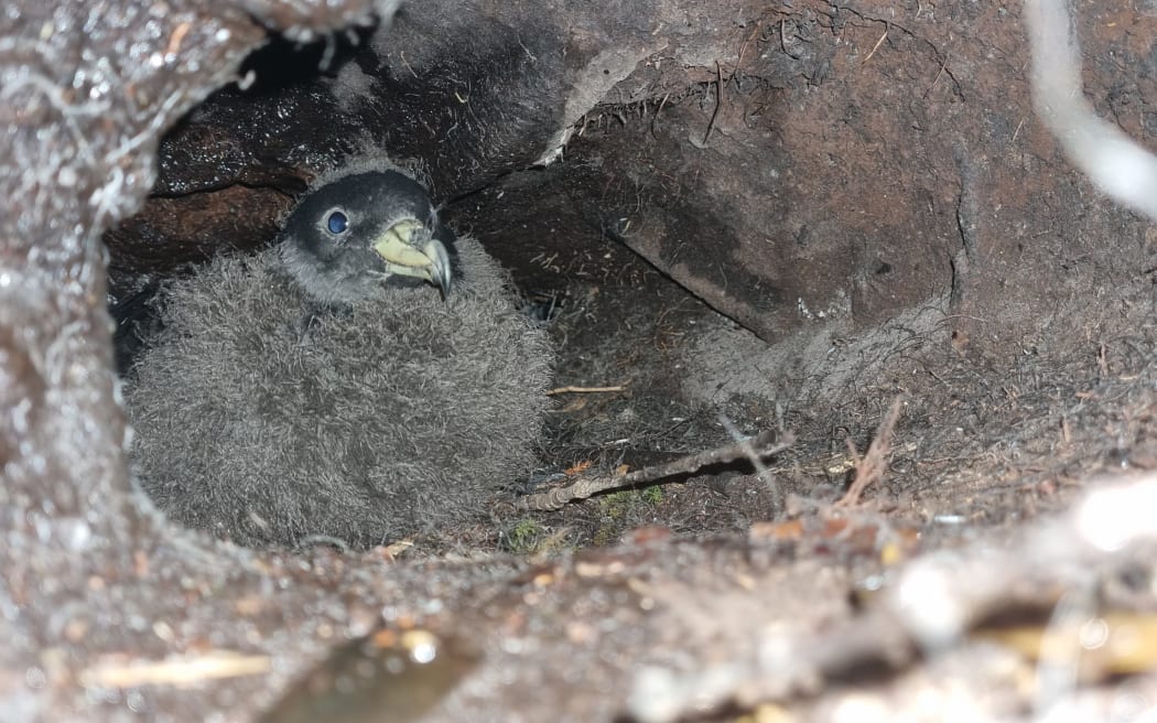 A black, fluffy petrel chick tucked up in a burrow.