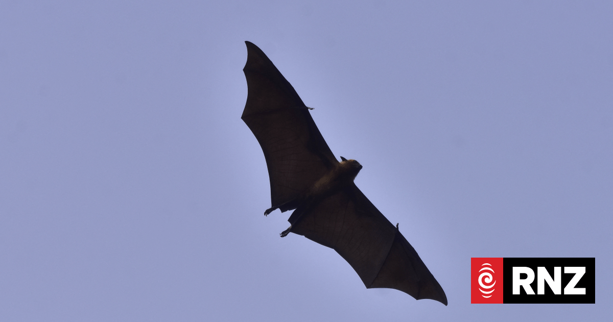 What New Zealanders should know about the deadly Nipah virus outbreak in India