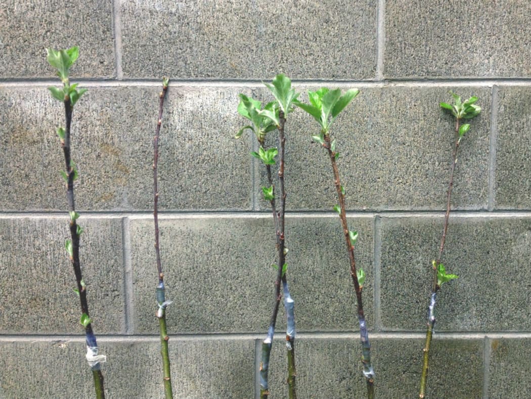 grafts of heritage apple trees