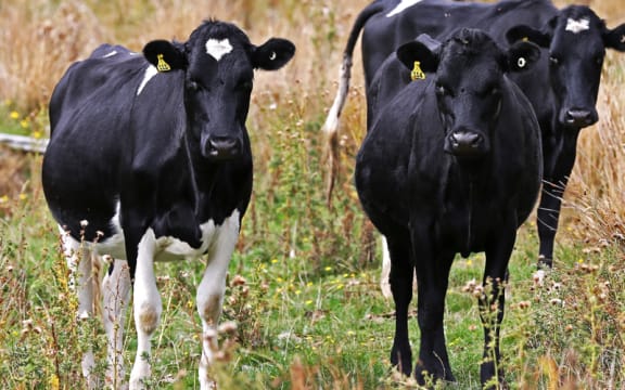 Beef cattle in Rangiwahia, Manawatu.