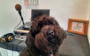 Susie Ferguson's dog Rainbow at her work from home studio.