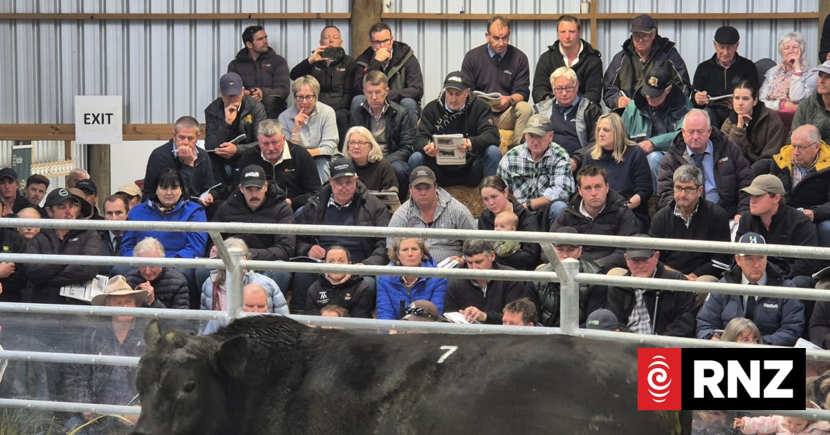 Country Life: The East Coat's best bulls on offer