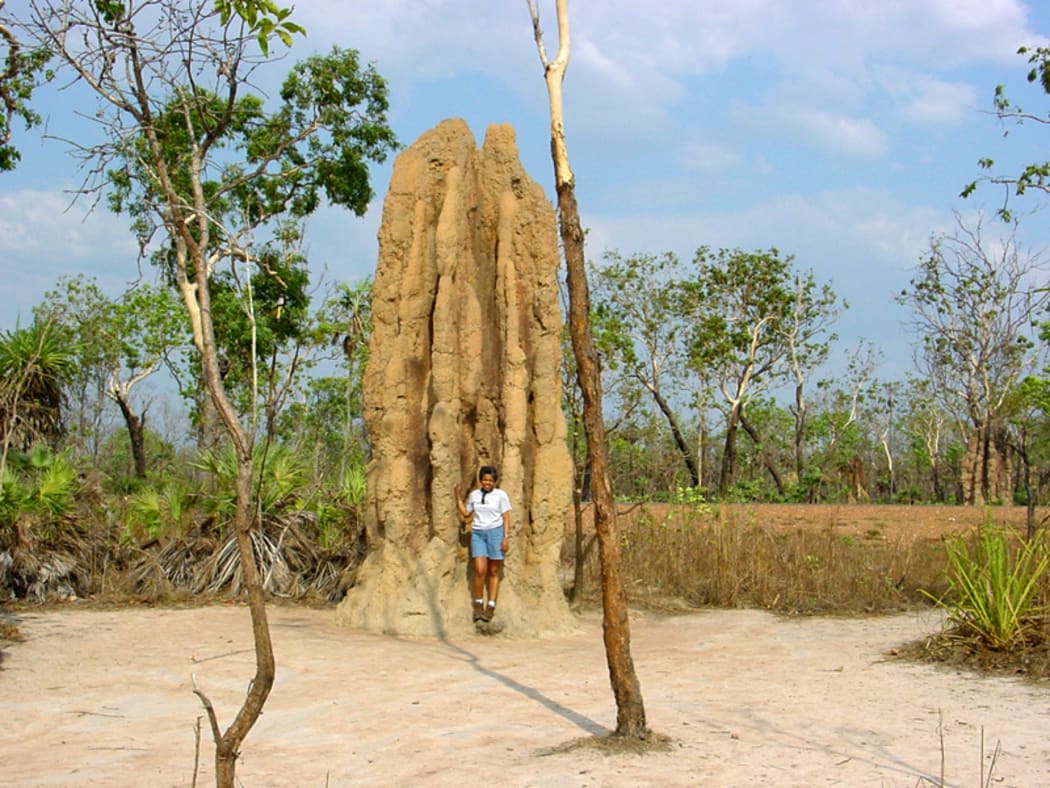 The 'magnetic' termite mounds, like the Cathedral mound in Lichfield, point north.