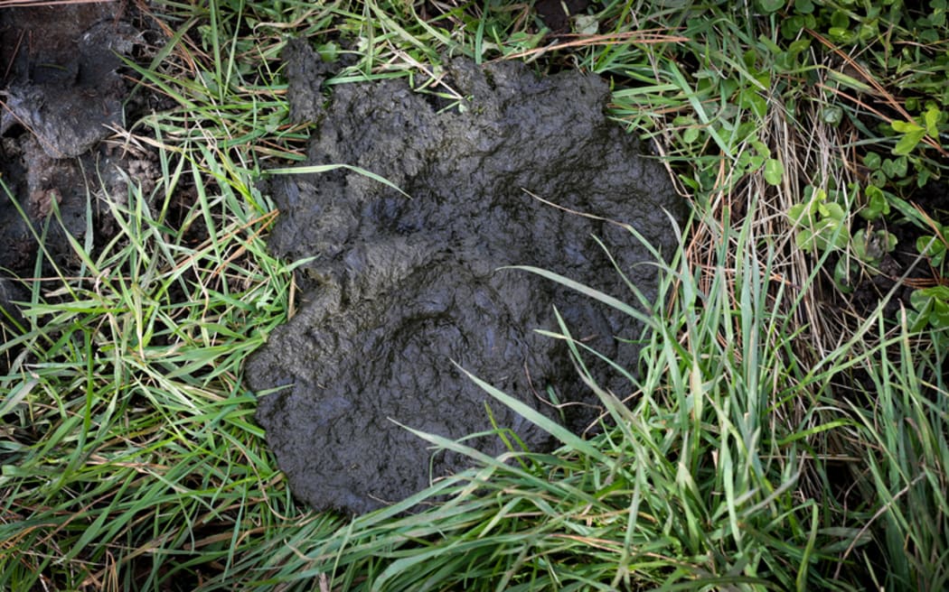 Organic cow poo.