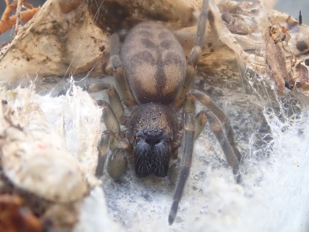 Southern Splash-zone Spider aka amaurobioides maritima