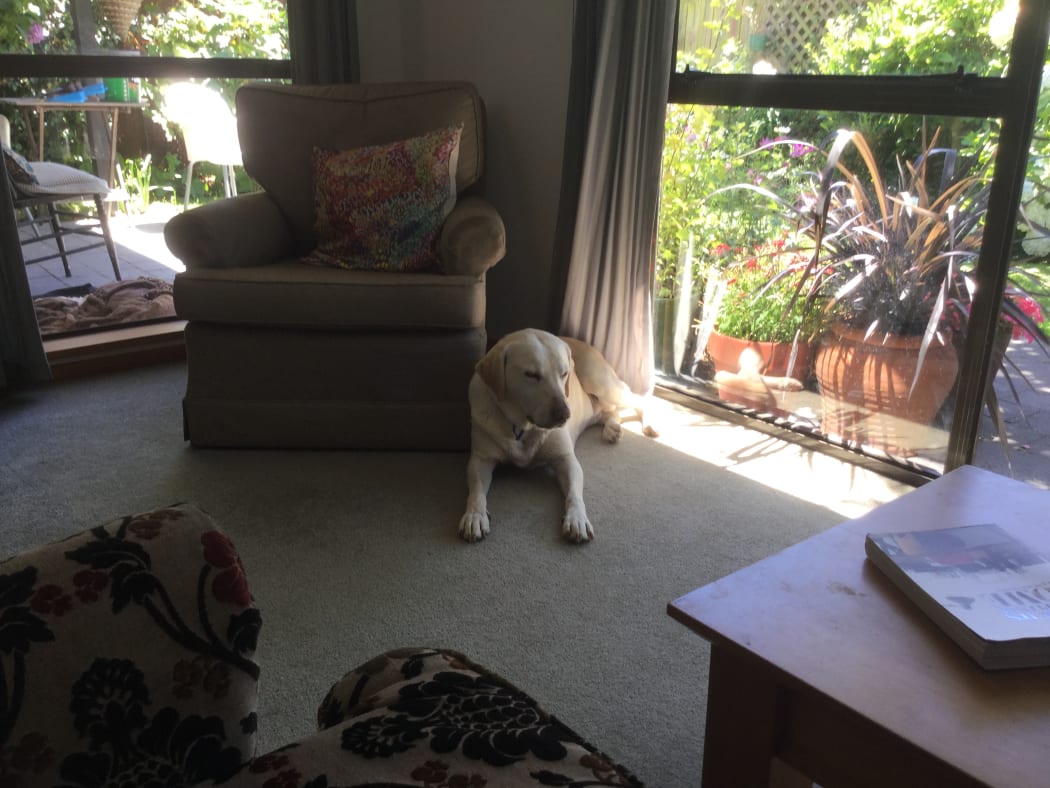 Tom the Labrador