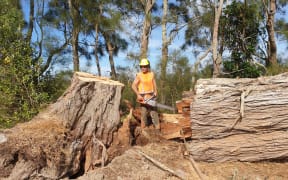 Kaimahi Verran Hita making short work of fallen macrocarpa on a Turiwiri Dargaville farm where he was involved with recent Enhanced Taskforce Green Cyclone Gabrielle mahi.
Photo supplied Te Roroa PLEASE CREDIT BOTH