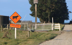 A cow crossing on a dairy farm in South Canterbury