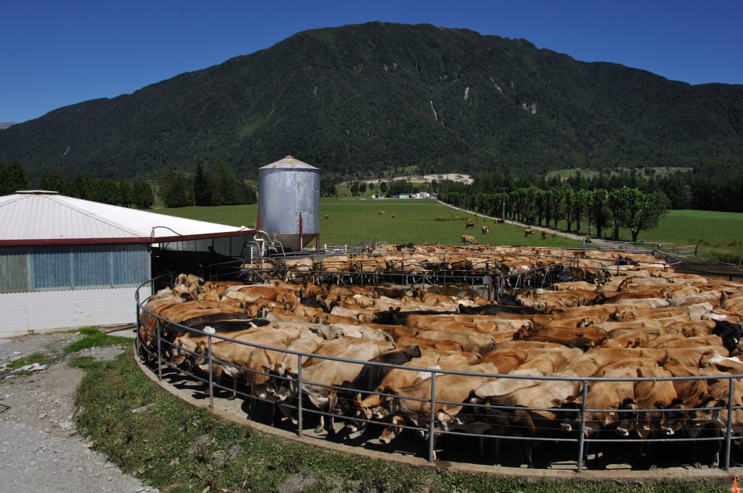 Herd of Jersey cows yarded for milking, West Coast, New Zealand