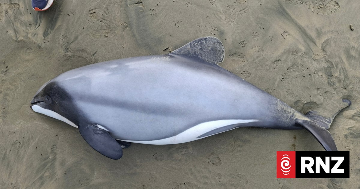 Dolphin found dead on Invercargill beach died from toxoplasmosis