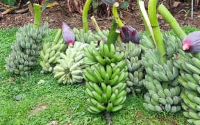 Tropical Fruit Growers of New Zealand chair Hugh Rose's banana harvest.