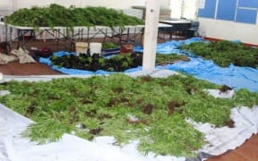 Marijuana seized by Samoan police.