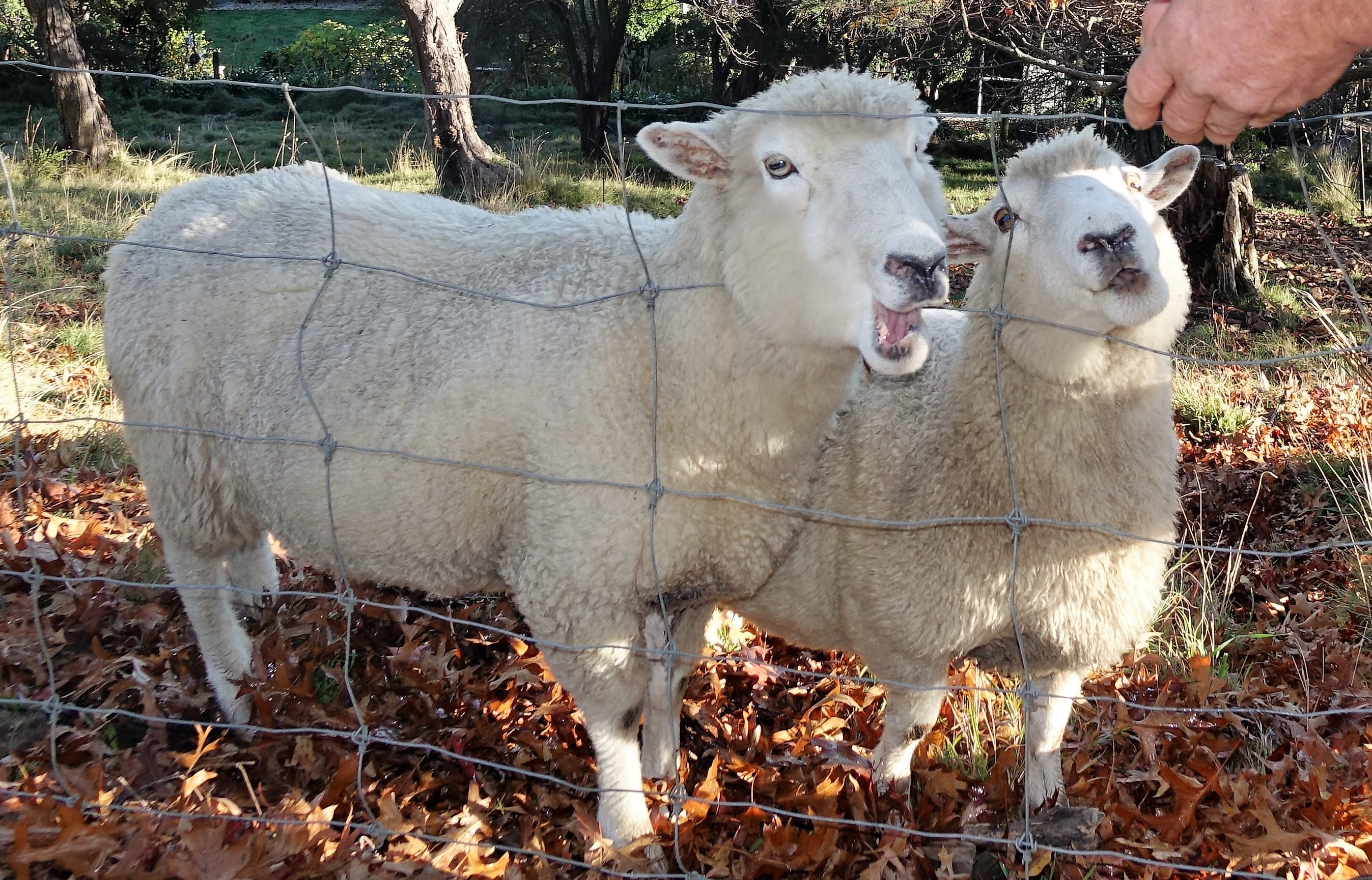Busby and No name chomp on fruit