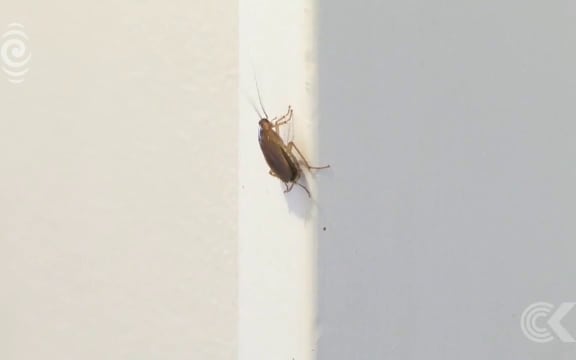 Pest control sent to cockroach infested state homeRNZ Checkpoint