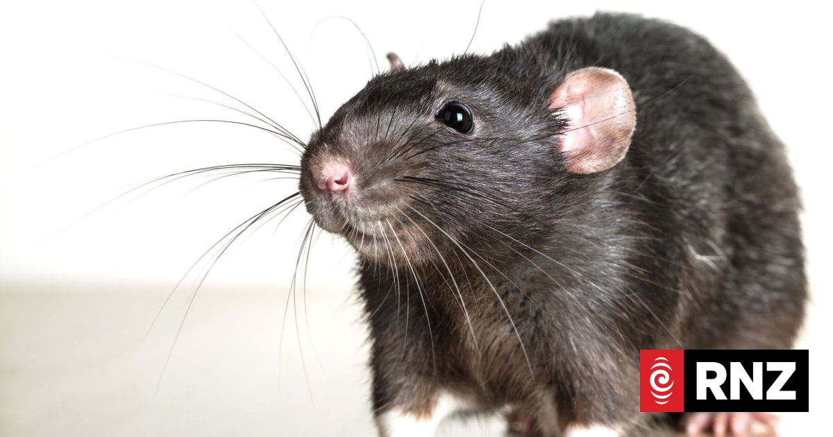 First Union: Rats in Dunedin South Countdown a health and safety issue ...