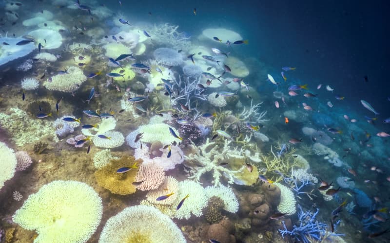 This underwater photo taken on April 5, 2024, shows fish swimming near bleached and dead coral around Lizard Island on the Great Barrier Reef, located 270 kilometres (167 miles) north of the city of Cairns. Australia’s famed Great Barrier Reef is teetering on the brink, suffering one of the most severe coral bleaching events on record — the fifth in eight years — and leaving scientists unsure about its survival.