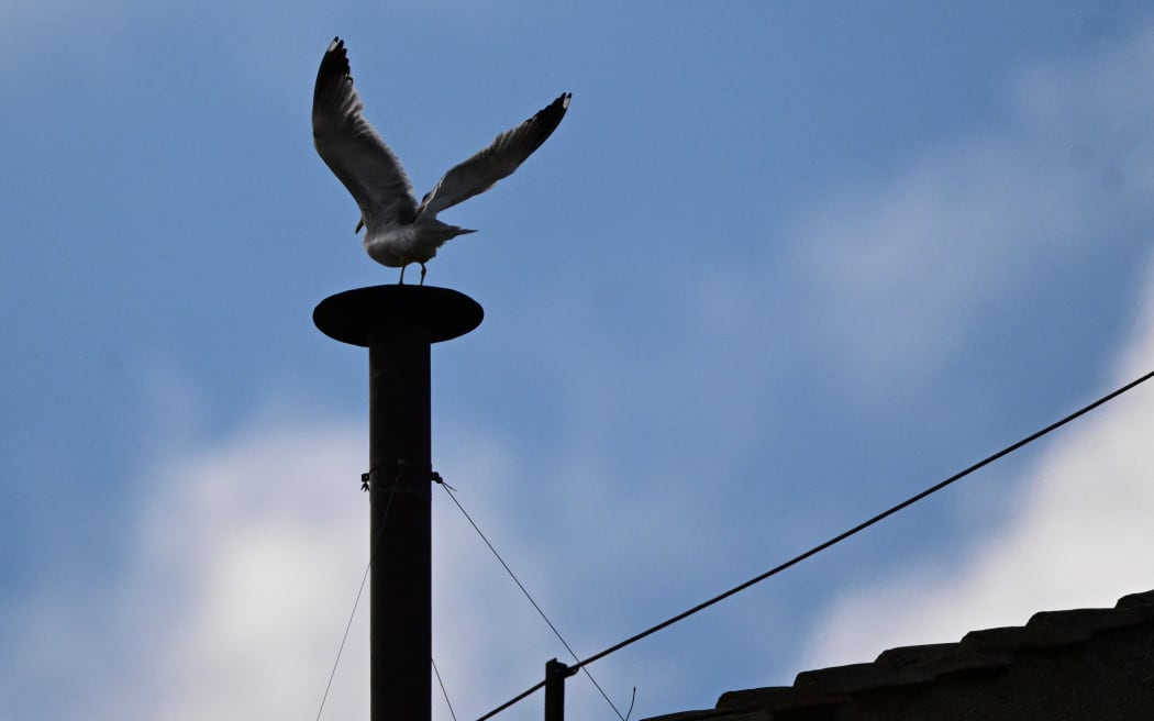 A seagull lands on the chimney of the Sistine Chapel as cardinals meet in he conclave to elect a new Pope, in The Vatican, on 7 May  2025.